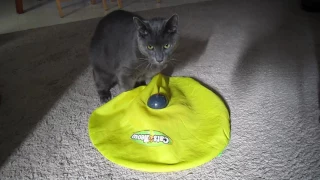 Shadow's Favorite Toy