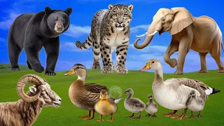 Happy Animal Moment, Familiar Animal Sounds: Duckling, Bear, Cheetah, Goose, Goat - Music For Relax