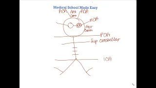 How to Draw and Remember the Circle of Willis Quickly