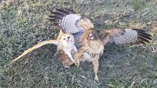 Owl attacked by hawk.