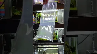 why my shrimp die? #shorts #aquarium #shrimptank