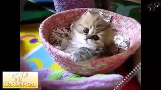 Смешные кошки 2015 Март - Funny cat videos 2015 March # 33