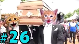 Coffin Dance Meme: Dog and Cat Meme Compilation 2021 #26