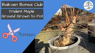 Growing Bonsai Trees from the Ground to its First Pot - Techniques - Baikoen Bonsai Club