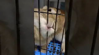 rabbit wants to leave the cage 兔子想離開籠子