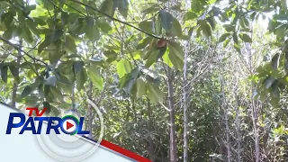 Pag-aalaga ng bakawan sa mga coastal area itinutulak | TV Patrol