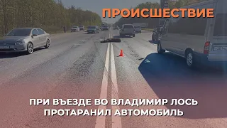 Новое происшествие на Московском шоссе: при въезде во Владимир лось протаранил автомобиль