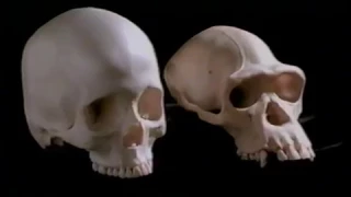 Evolution Of Man Documentary Channel - Lucy IN SEARCH OF HUMAN ORIGINS PART ONE