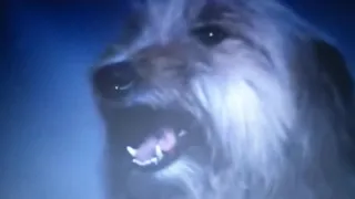 DEMONS 2 - EVIL DOG