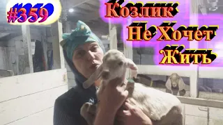 Козлик не хочет жить, опять проблемы на козовнике.