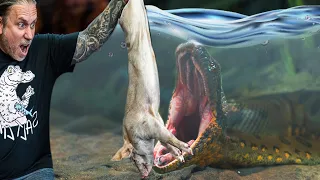 HUGE ANACONDA EATS PIG UNDERWATER!! | BRIAN BARCZYK