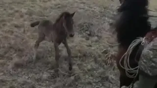 Маленький жеребёнок защищает маму...