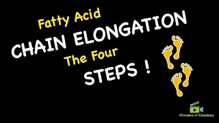 Fatty Acid Chain Elongation (The Four Steps)