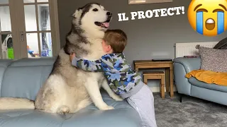 Husky Protects Baby From Dad!! [CUTEST VIDEO EVER!!!]