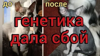 Сфинкс оброс шерстью. Генетика дала сбой