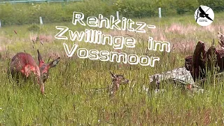 Gerade neu geborene Rehkitz- Zwillinge - Neue Bewohner im Vossmoor