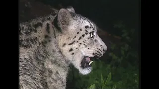 Барс снежный – Panthera uncia - Сніговий барс - snow leopard