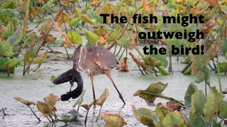 Great Blue Heron Trying to Swallow Huge Fish