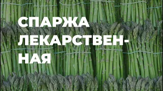 Спаржа лекарственная - полезные свойства / Захар Травник