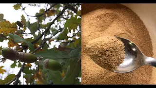 Farine de glands de chênes