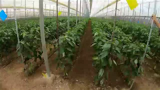 Cultivo de Pimientos en invernadero El Ejido