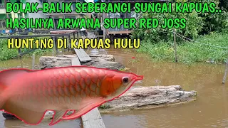 Lelah bolak balik seberangi sungai kapuas,tapi hasilnya memuaskan dengan ikan arwana super red joss