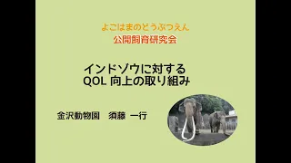 【金沢動物園】インドゾウに対するQOL向上の取り組み