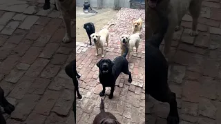 My Labrador gang #dog #labrador #puppy #viral #video #trending #lab #beauty #love #shorts #doglover