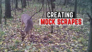 Creating Mock Scrapes For Deer Hunting
