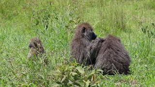 Berge und Meer - Tansania + Kenia