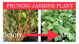 ROOT PRUNING my jasmine plant for better growth and better blooms.