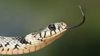 Giant Snake Suddenly Attack Group Brave Hunter