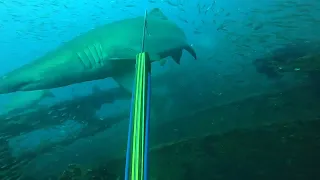 Spearfishing Wrecks On Opening Day of Red Snapper Season Beaufort,NC