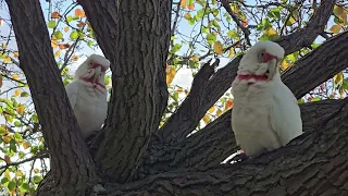 Australian Long billed Corellas. Australia