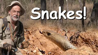 Snakes And How to Avoid Them