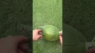 Inflating a Crocodile (IT GOT HUGE)