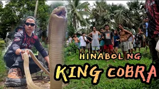 PART1 KING COBRA NANGHABOL AT PUMASOK SA BAHAY #cobraking #cobraprince #tolcobra #cristurkz