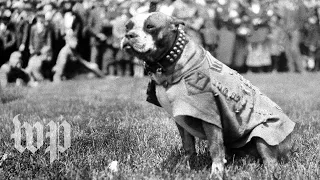 A brief history of victorious military dogs