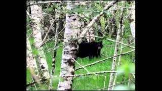 Black Bear Vocalization