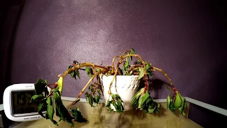 Timelapse: Plant resurrected by water!