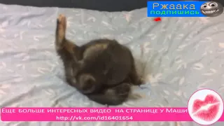 СМЕШНЫЕ ПРИКОЛЫ С ЖИВОТНЫМИ МАРТ 2015. Funny animals 2015