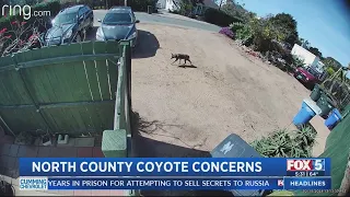 North County residents reporting significant increase in coyote sightings