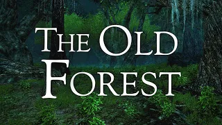 LOTRO | The Old Forest | Night