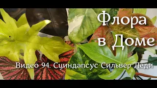 Видео 94. Сциндапсус Силвер Леди