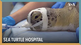 Sea Turtle Hospital | VOA Connect