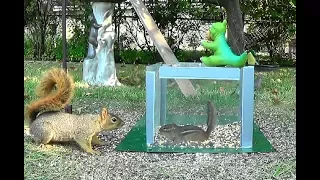 A box, a squirrel, and chipmunks