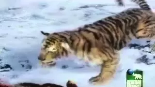 Animal Face-Off Bear vs Tiger