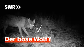 Der Wolf ist zurück - Müssen wir ihn schützen oder schießen? | Zur Sache! Baden-Württemberg