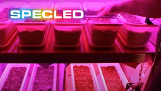 Part 1. Lamps for seedlings. Test of LED phytolamps. LED lamps for seedlings, review, testing