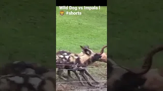 Wild Dog vs Impala l 🦁 #shorts #wildanimals #viral #attack #discovery #nature #wilddog #impala